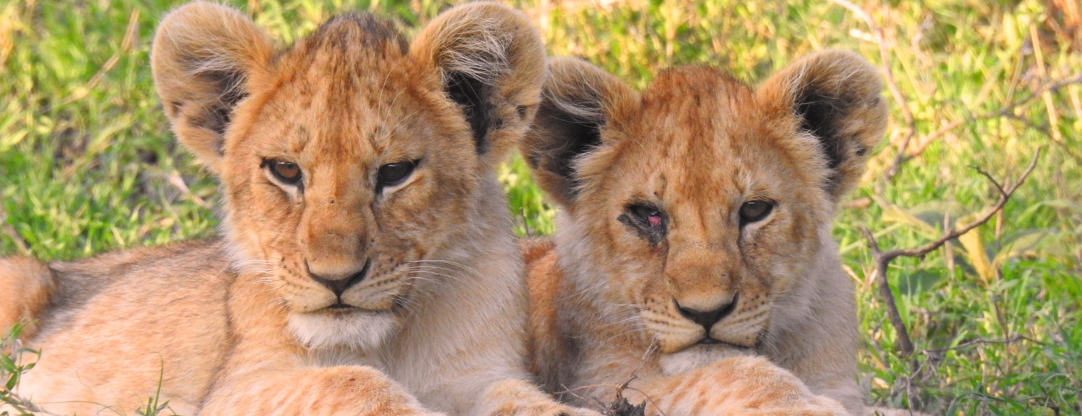7 Days Camping Safari