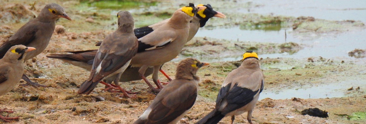 Tanzania Bird Watching Safaris
