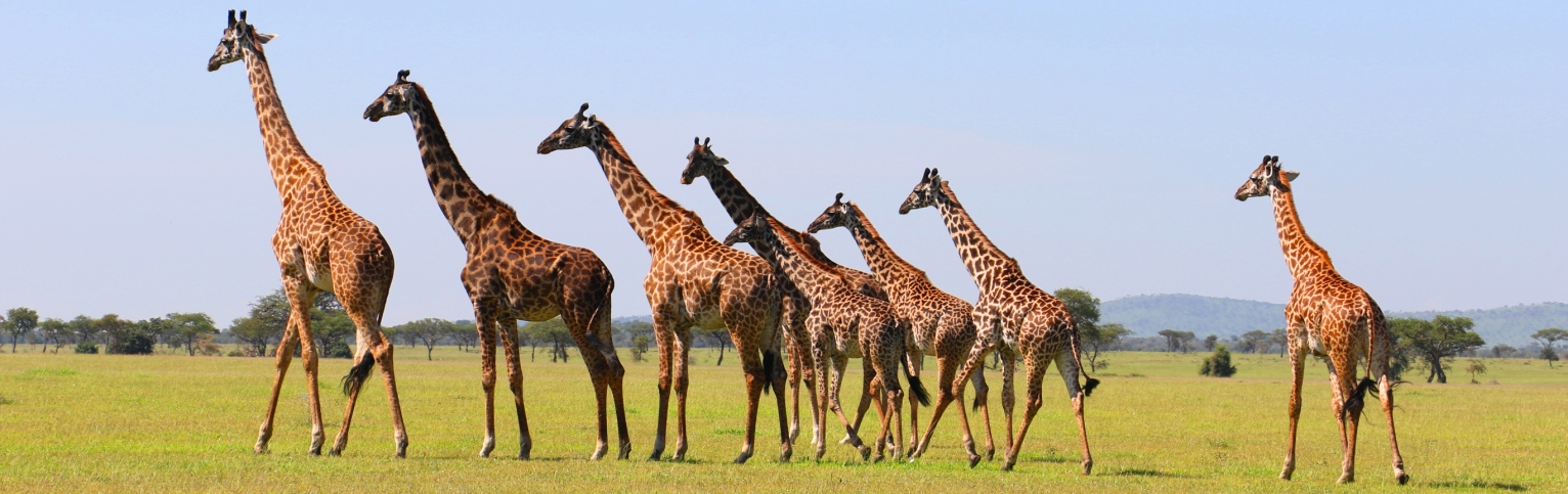 Tailor made safari