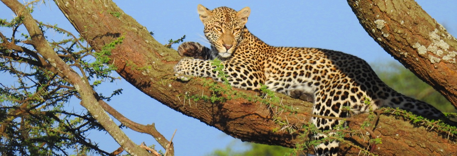 Tanzania Photographic Safari