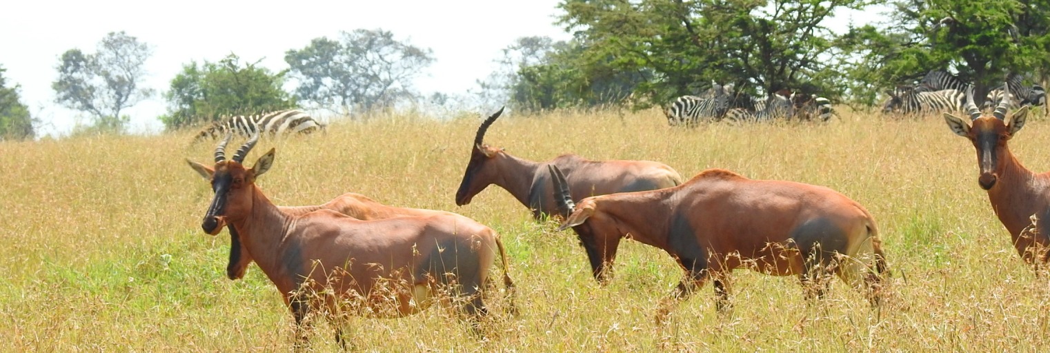 Mkomazi National Park