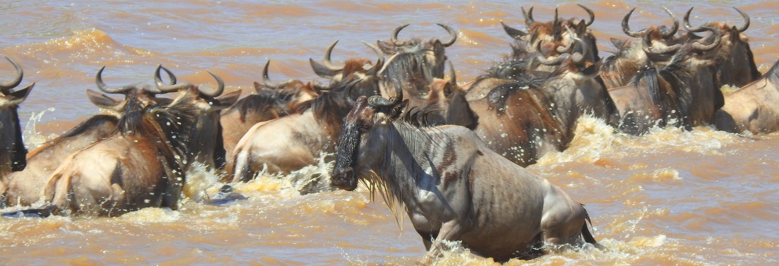 Serengeti Wildebeest Migration