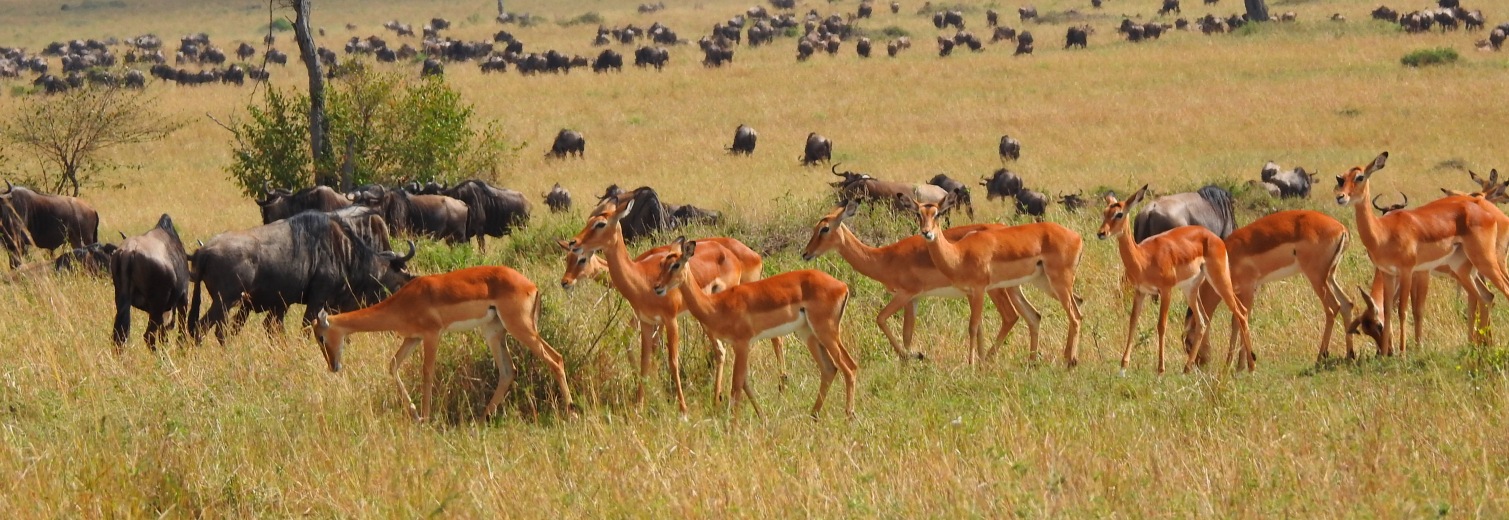 Selous Game Reserve