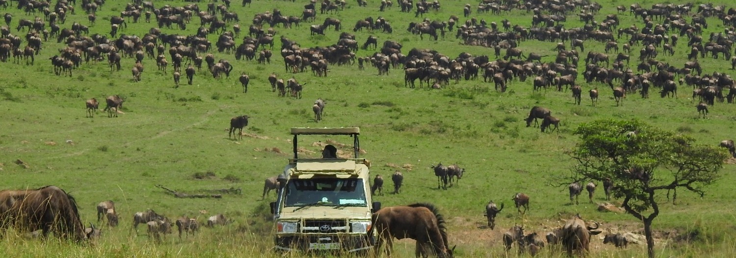 Safari & Tours