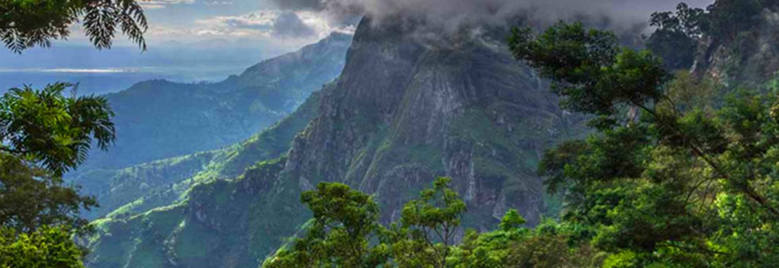Udzungwa Mountain Forest