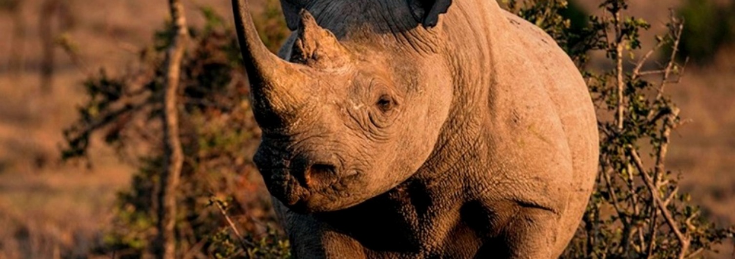 Ngorongoro Conservation Area