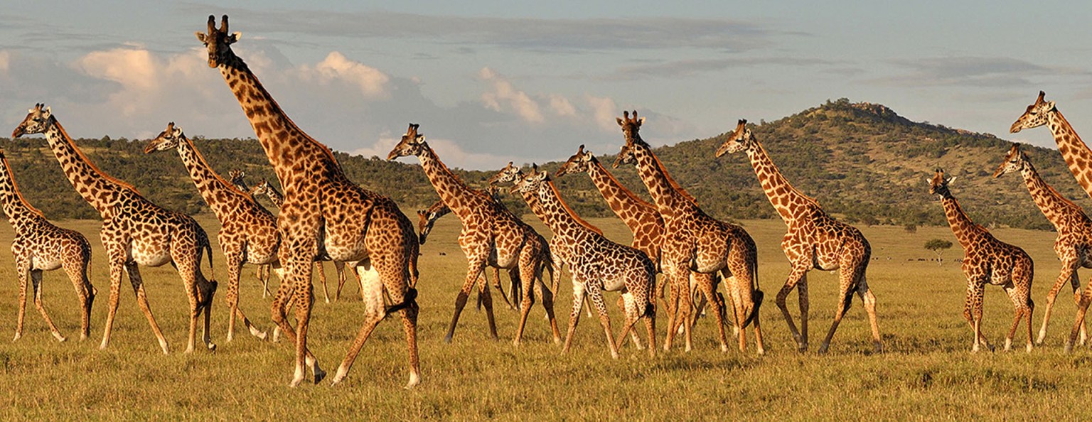 3 Days Tanzania Safari